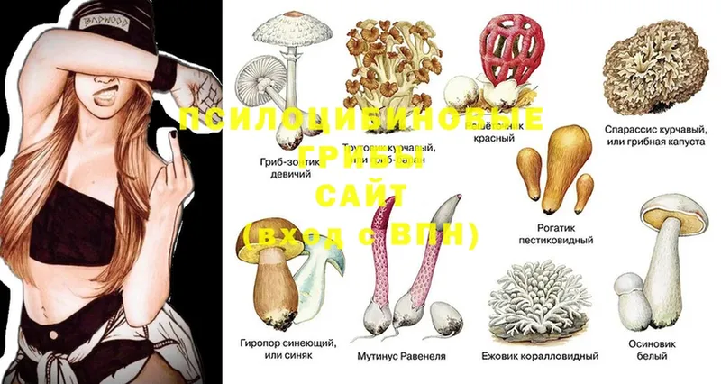 Галлюциногенные грибы Magic Shrooms  Благодарный 